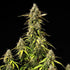 Atlas F1 - Cannaseuse - Curated Genetics - Royal Queen Seeds