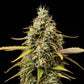 Atlas F1 - Cannaseuse - Curated Genetics - Royal Queen Seeds