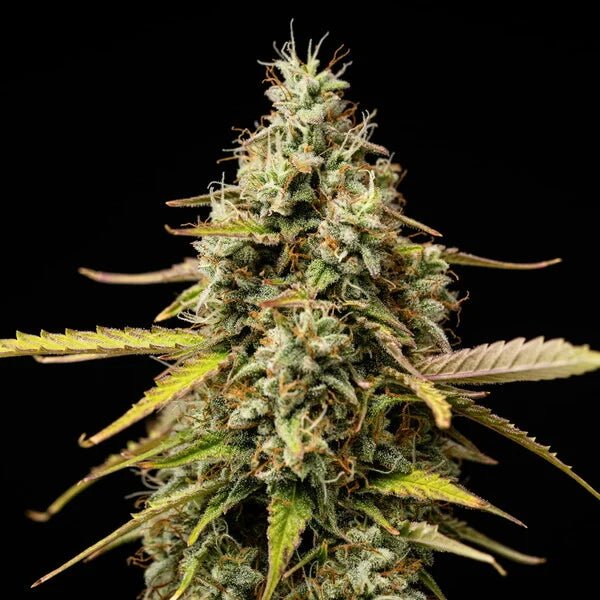Atlas F1 - Cannaseuse - Curated Genetics - Royal Queen Seeds
