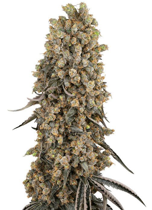 Atomic Blue Dream - Cannaseuse - Curated Genetics - Sensi Seeds