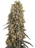 Atomic Blue Dream - Cannaseuse - Curated Genetics - Sensi Seeds