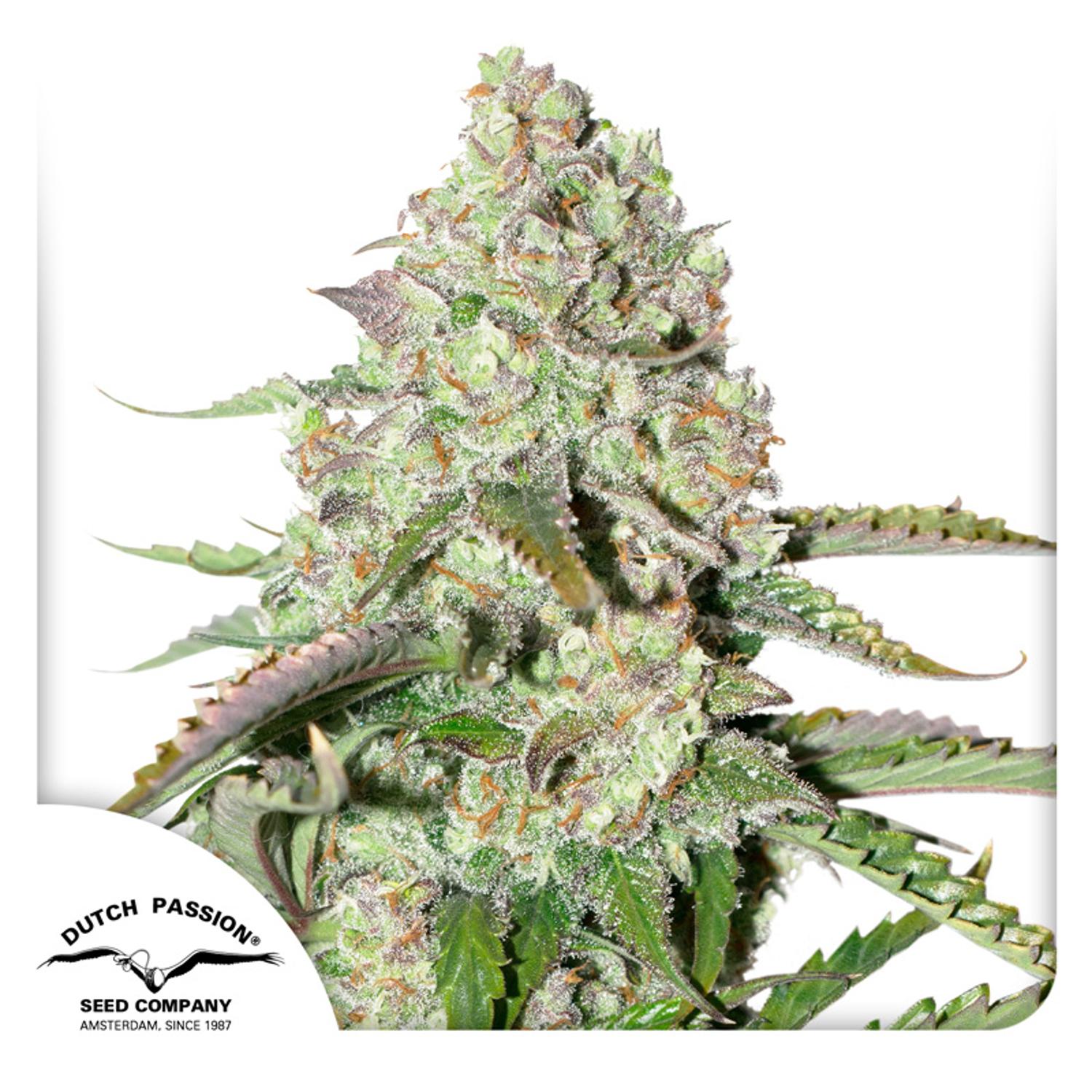 Dutch Passion-Auto Colorado Cookies