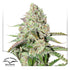Dutch Passion-Auto Colorado Cookies