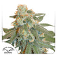 Dutch Passion-Auto Orange Bud