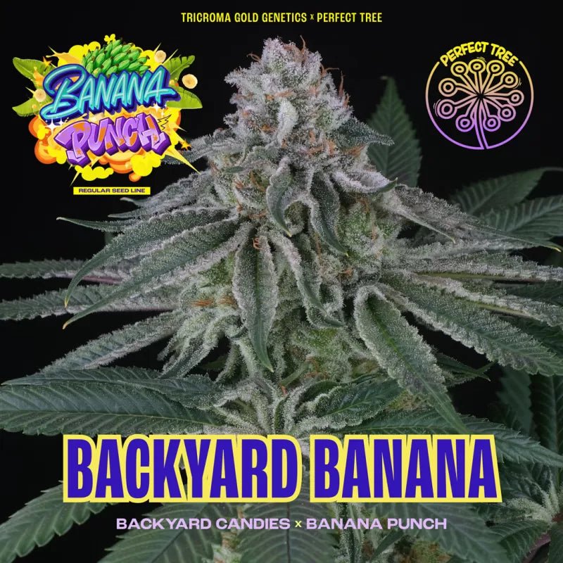 Backyard Banana