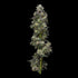DNA Genetics-Baker&