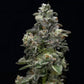 DNA Genetics-Baker's Delight