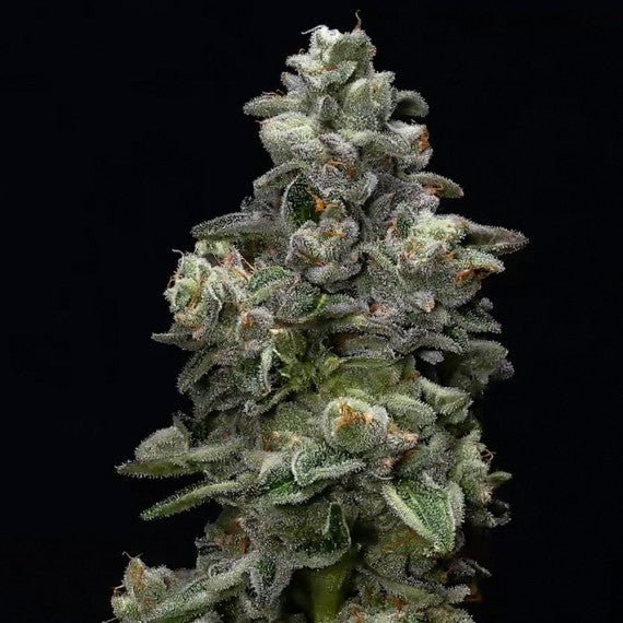 Baker's Delight