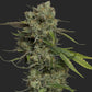 Night Owl Seeds-Banana Isle