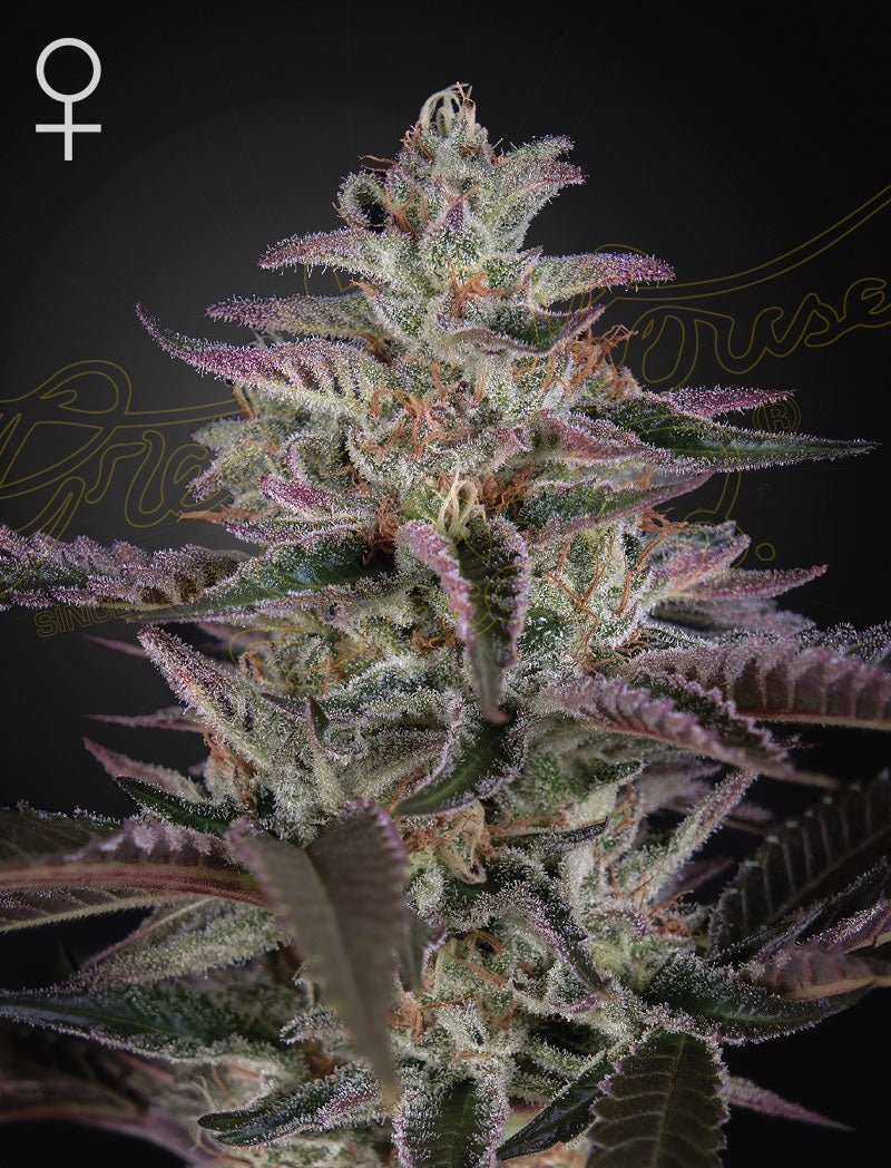 Green House Seeds-Banana Krumble
