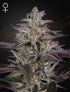 Green House Seeds-Banana Krumble