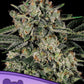 Anesia Seeds-Banana MAC