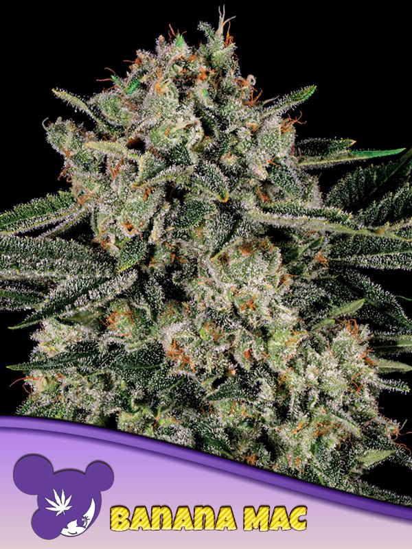 Anesia Seeds-Banana MAC