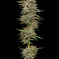 Humboldt Seed Company-Banana OG