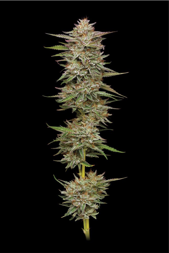 Humboldt Seed Company-Banana OG