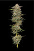 Humboldt Seed Company-Banana OG