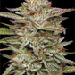 Humboldt Seed Company-Banana OG