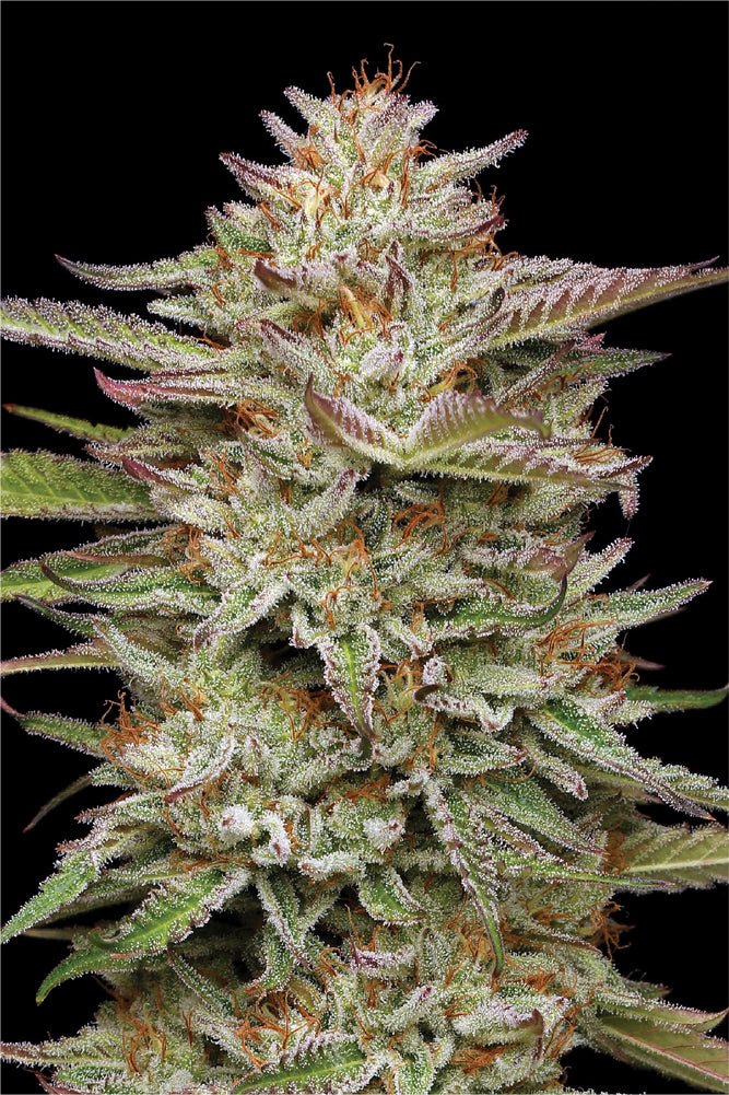 Humboldt Seed Company-Banana OG