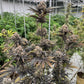 Banana Purple Punch Auto RF3 - Cannaseuse - Curated Genetics - 42 Fast Buds
