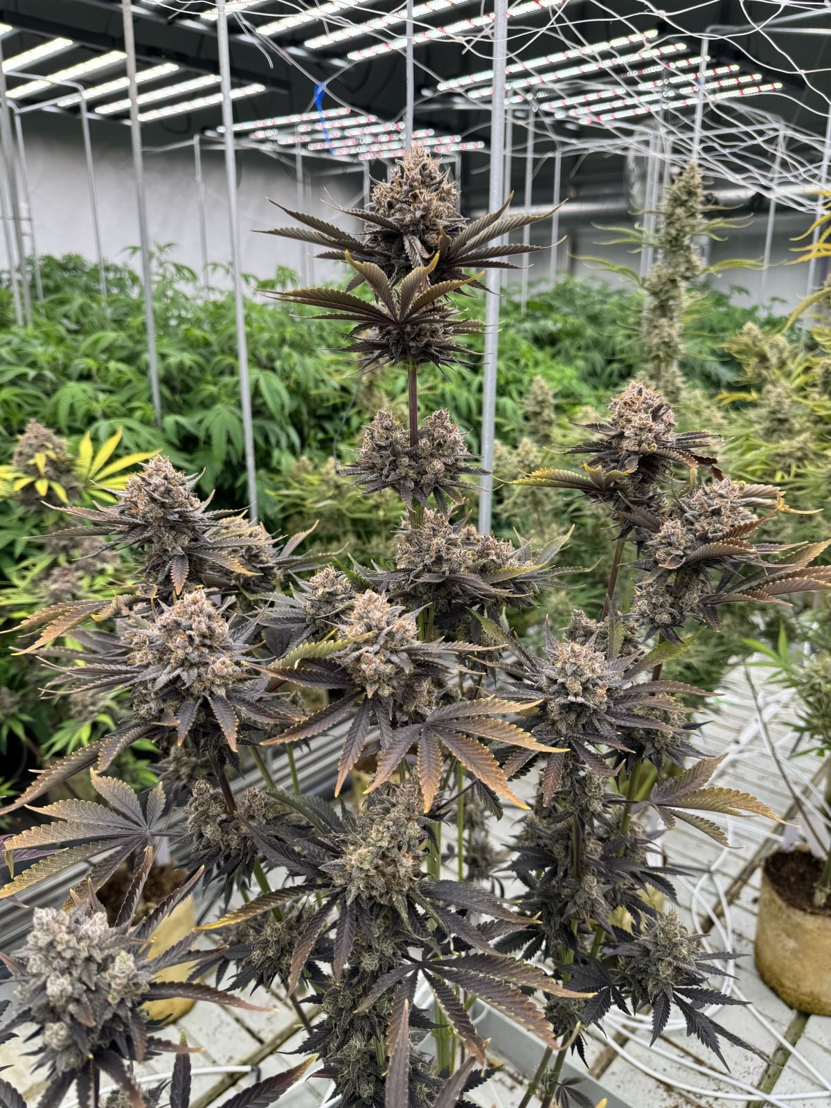 Banana Purple Punch Auto RF3 - Cannaseuse - Curated Genetics - 42 Fast Buds