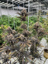 Banana Purple Punch Auto RF3 - Cannaseuse - Curated Genetics - 42 Fast Buds