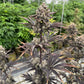 Banana Purple Punch Auto RF3 - Cannaseuse - Curated Genetics - 42 Fast Buds