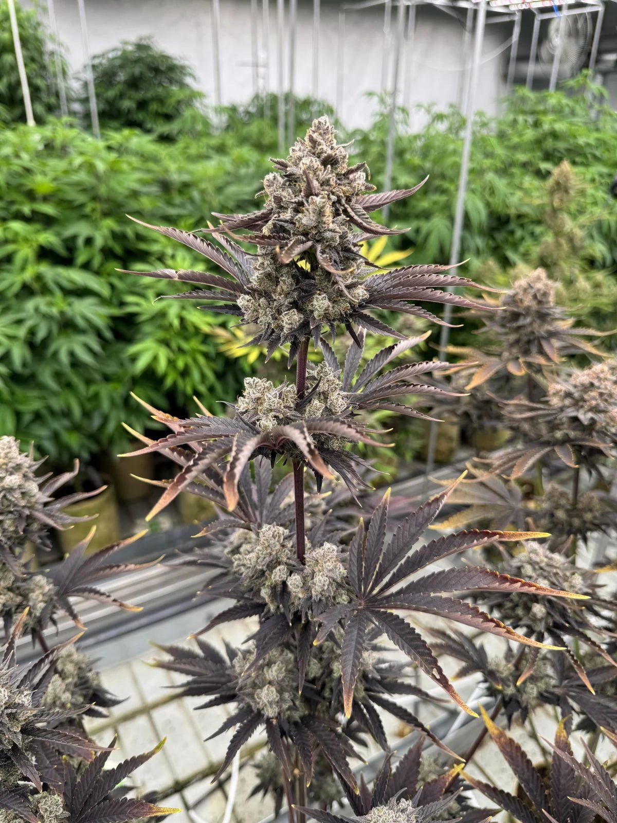 Banana Purple Punch Auto RF3 - Cannaseuse - Curated Genetics - 42 Fast Buds