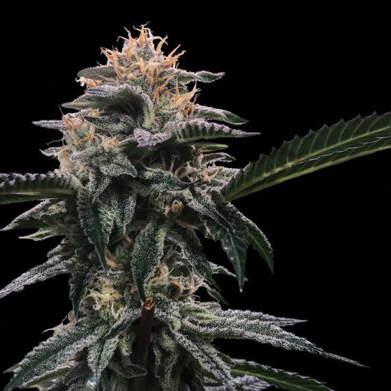 DNA Genetics-Banana Sorbet
