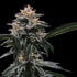DNA Genetics-Banana Sorbet
