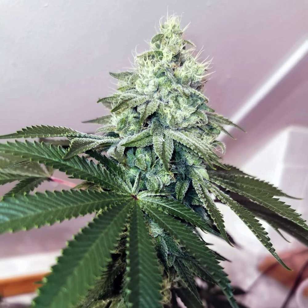 Banger Glue