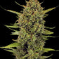 Barney's Farm-Acapulco Gold