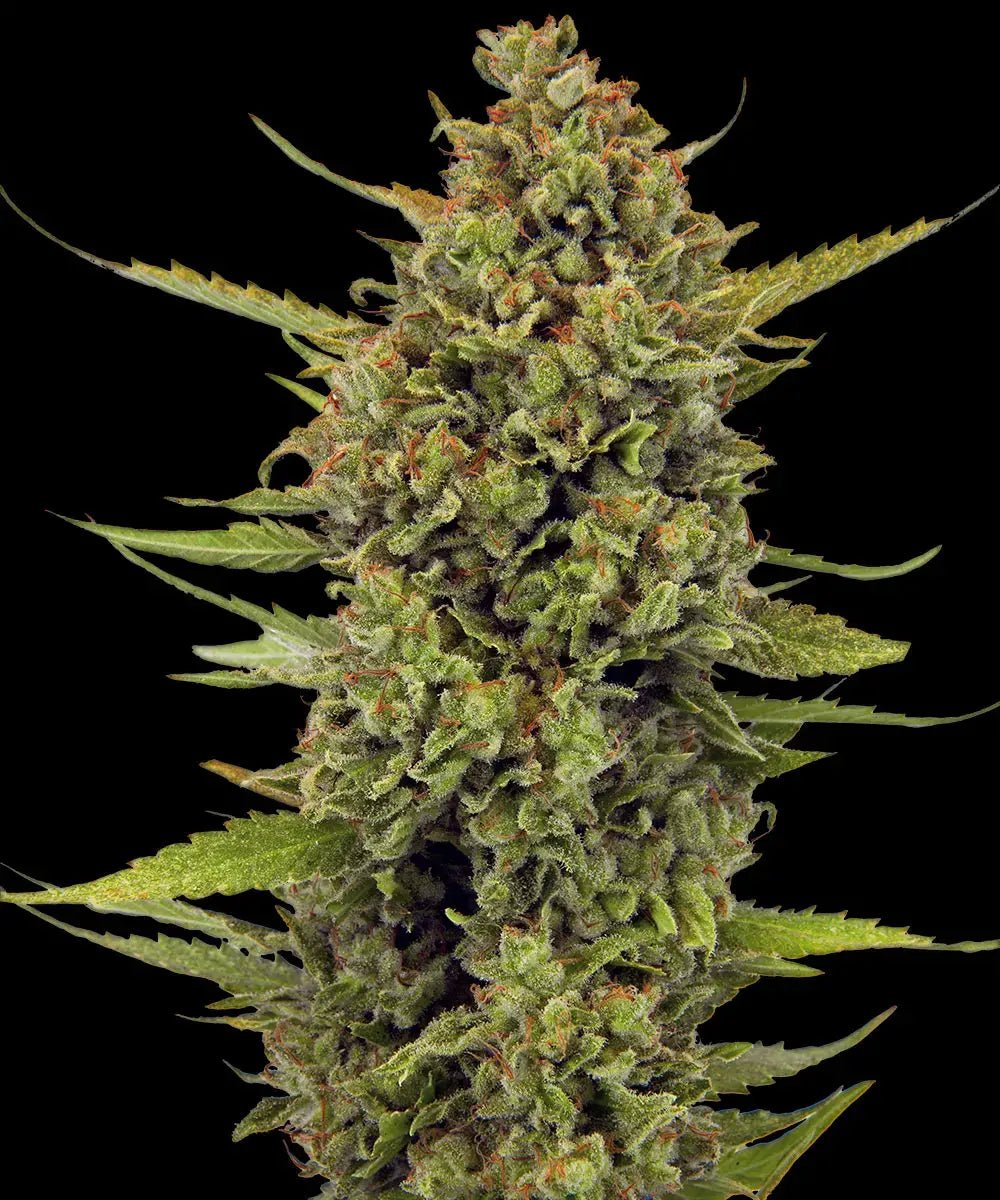 Barney's Farm-Acapulco Gold