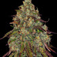 Barney's Farm-Amnesia Lemon