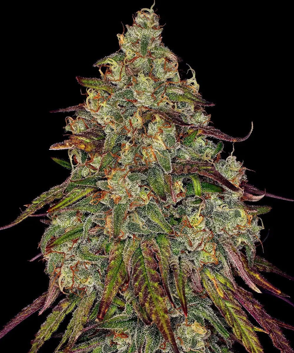 Barney's Farm-Amnesia Lemon