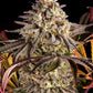 Barney's Farm-Blue Sunset Sherbert