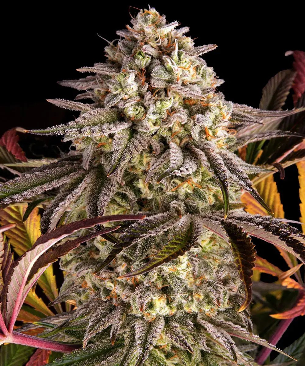 Barney's Farm-Blue Sunset Sherbert