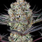 Barney's Farm-Dos Si Dos 33