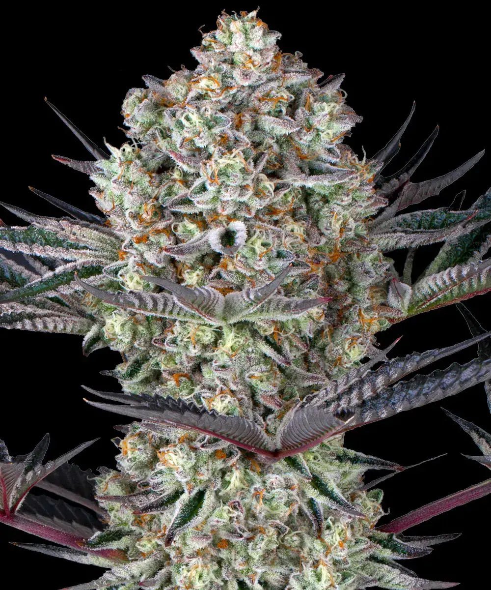 Barney's Farm-Dos Si Dos 33