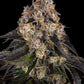 Barney's Farm-Girl Scout Cookies