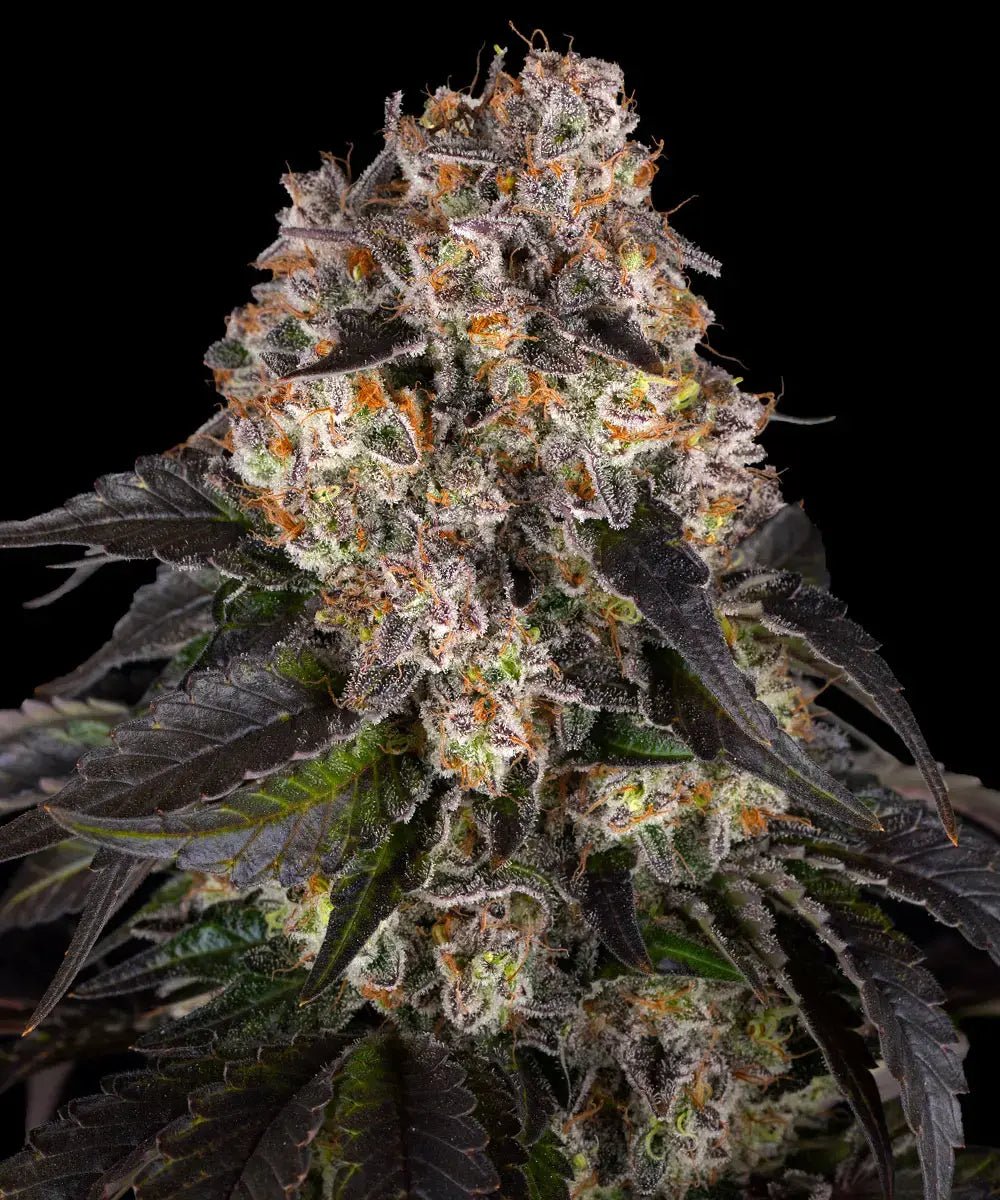 Barney's Farm-Girl Scout Cookies