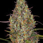 Barney's Farm-Glue Gelato Auto