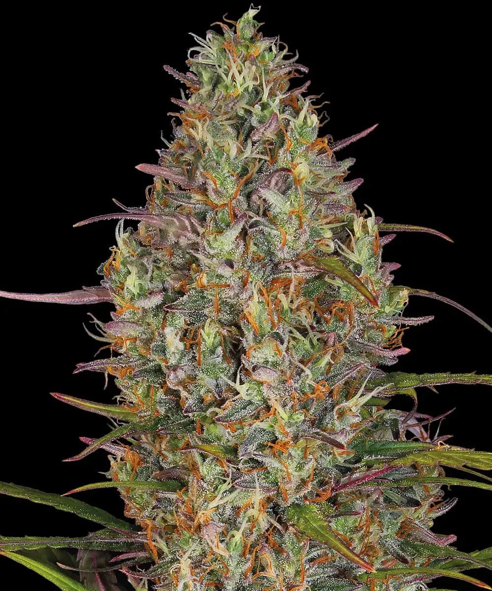 Barney's Farm-Glue Gelato Auto
