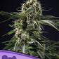 Anesia Seeds-Big Bazooka
