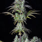 Big Bud Auto - Cannaseuse - Curated Genetics - 42 Fast Buds