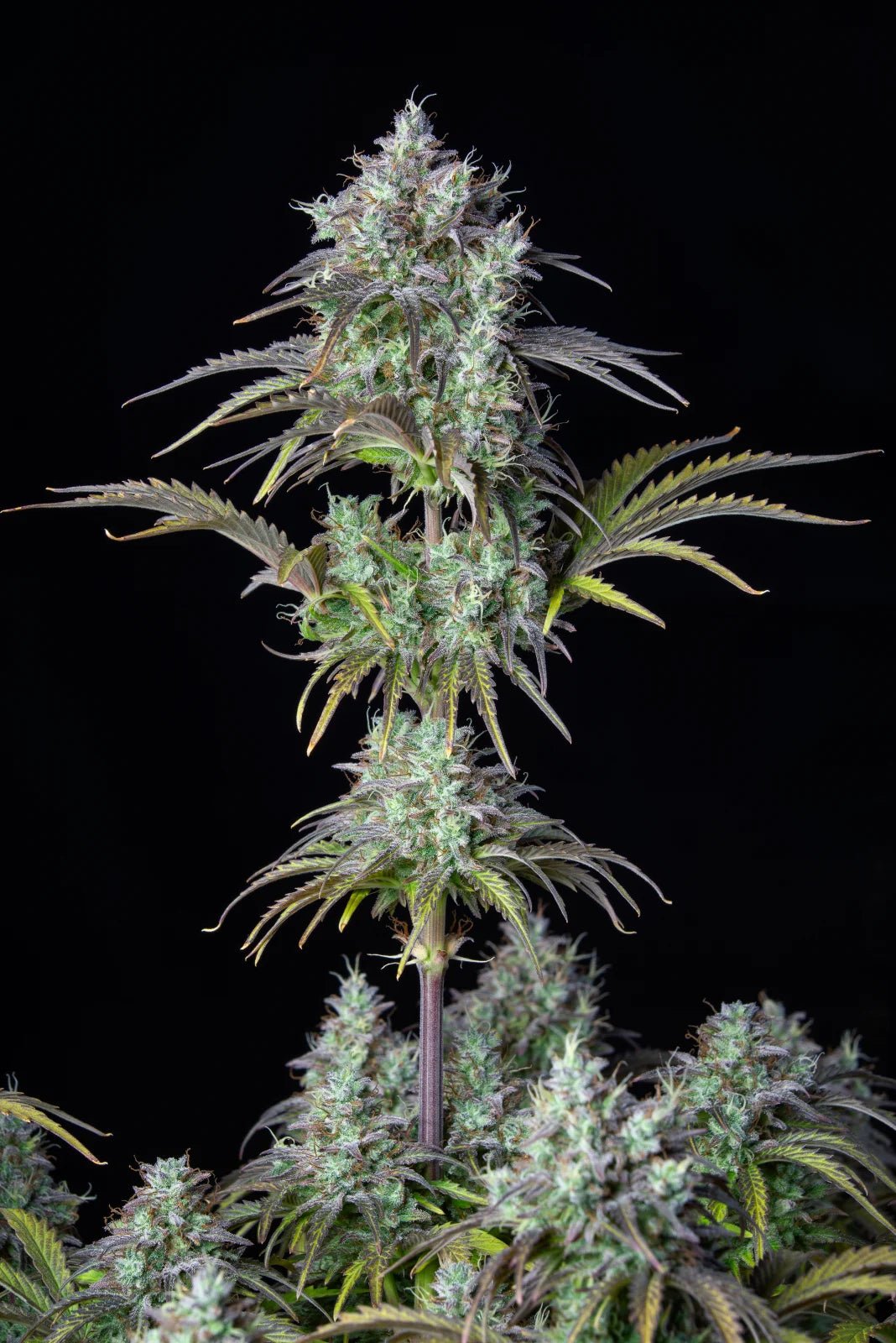 Big Bud Auto - Cannaseuse - Curated Genetics - 42 Fast Buds