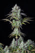 Big Bud Auto - Cannaseuse - Curated Genetics - 42 Fast Buds