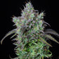 Big Bud Auto - Cannaseuse - Curated Genetics - 42 Fast Buds