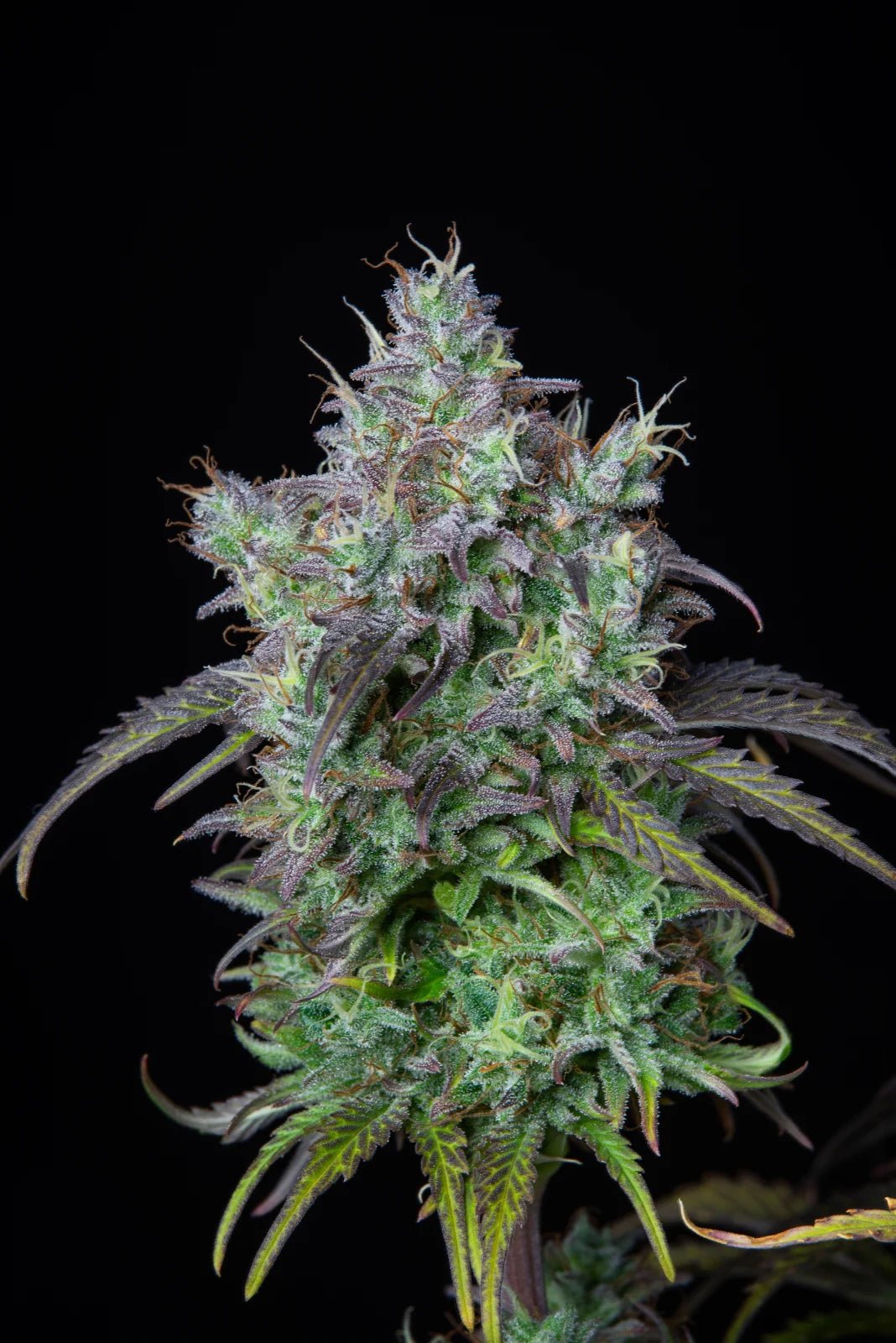 Big Bud Auto - Cannaseuse - Curated Genetics - 42 Fast Buds