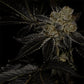 Archive Seed Bank-Biohazard