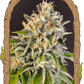 Exotic Biscotti - Cannaseuse - Curated Genetics - Exotic Seed